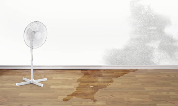 Best Water damage restoration mold remediation  in Wildomar, CA